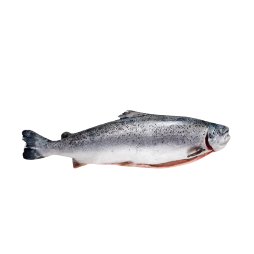 [3104] Frisch Lachs Ganz L 4/5 ca. 20-25kg Kiste - je kg