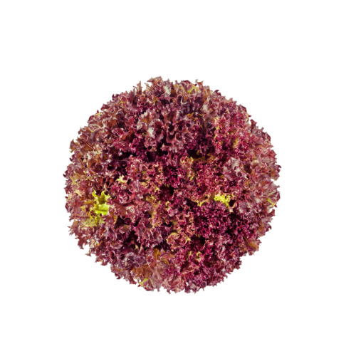 [9014] Lollo Rosso Stück