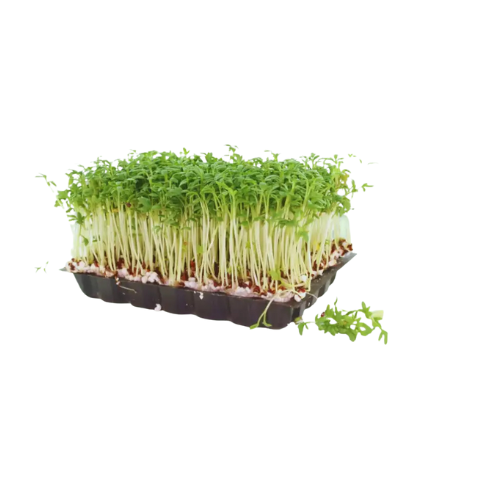 [9048] Kresse Daikon 16er Schale