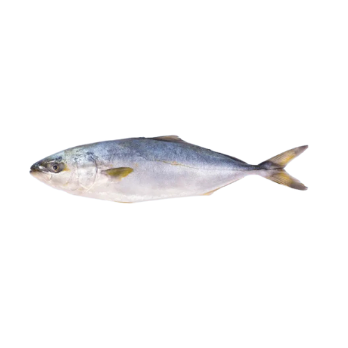 [3107] Hamachi Gelbschwanzfilet mit Haut (1.3-1.8KG) je Kg